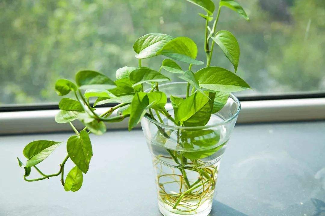 生活領域的應用